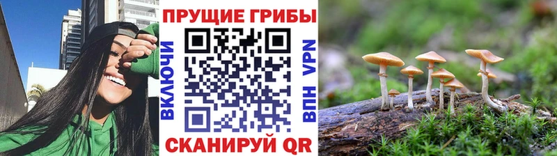 где можно купить   Болгар  Галлюциногенные грибы Cubensis 